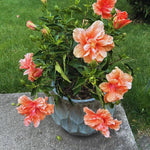 Hardy Hibiscus Plant Live, Double Peach Hibiscus Tree Live Plant from 8 to 10 Inches Tall, Perennial Hibiscus Flower