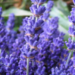 2 Lavender Plants Live Indoors, 4-8" Tall, Lavandula Perennial Flower Plants for Planting Outdoors Home Garden (Blue Lavender)