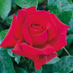 Red Rose Live Plant, Rose Bush Ready to Plant Well Rooted 5-9 Inch Tall, Heirloom Rose Flowers, No Pot