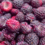 Pack 4 Raspberry Plants Live, 5 to 8 Inch Tall, Sweet Raspberry Bush Live Plants, Raspberries Fruit Seedlings, No Pot (Glencoe Thornless Raspberry)