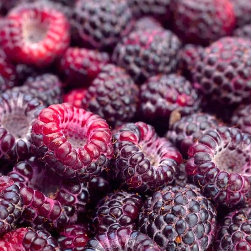 Pack 4 Raspberry Plants Live, 5 to 8 Inch Tall, Sweet Raspberry Bush Live Plants, Raspberries Fruit Seedlings, No Pot (Glencoe Thornless Raspberry)