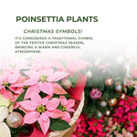 Set 2 Poinsettia Live Plants, Holiday Houseplant, Poinsettias Trees Live Plants, Christmas Decorative Flowers 4-9'' Tall, Peachy Blooms