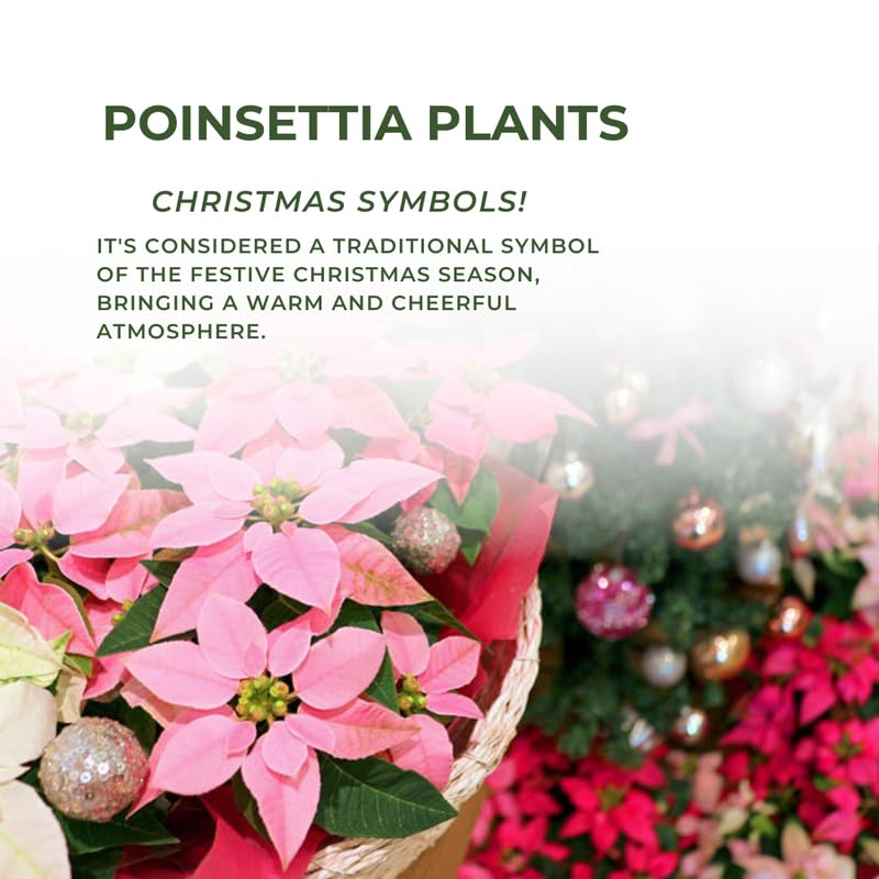 Set 2 Poinsettia Live Plants, Holiday Houseplant, Poinsettias Trees Live Plants, Christmas Decorative Flowers 4-9'' Tall, Peachy Blooms