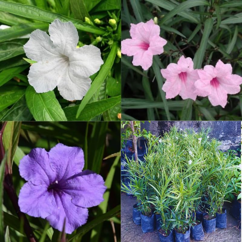 2 Random Mexican Petunia Live Plants, Hardy Mexican Petunia Bush Cold Hardy, Starter Size 5-10 Inches in Tall, No Pot