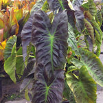 Elephant Ear Plants, Rare Colocasia Plant Live, Perennial Esculenta Taro Alocasia 4-8 Inch Tall, Indoor Outdoor Garden (Glossy Black)