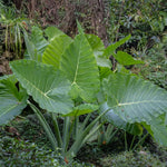 Elephant Ear Plants, Rare Colocasia Plant Live, Perennial Esculenta Taro Alocasia 4-8 Inch Tall, Indoor Outdoor Garden (Giant)