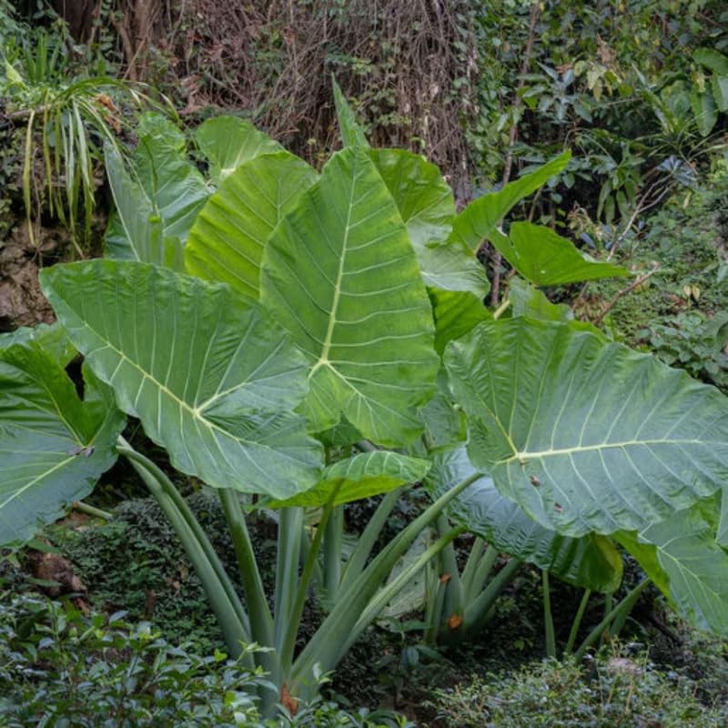 Elephant Ear Plants, Rare Colocasia Plant Live, Perennial Esculenta Taro Alocasia 4-8 Inch Tall, Indoor Outdoor Garden (Giant)
