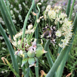 Set 20 Walking Onions Bulbs for Planting, Heirloom Perennial Onion Bulb, Large Egyptian Walking Onions Bulbs for Planting Outdoors, Easy to Plant