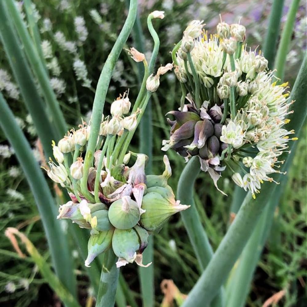 Set 20 Walking Onions Bulbs for Planting, Heirloom Perennial Onion Bulb, Large Egyptian Walking Onions Bulbs for Planting Outdoors, Easy to Plant