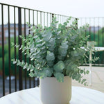 Live Eucalyptus Plant, Baby Blue Eucalyptus Tree Live Plant, Fragrant, Silver Blue Foliage, Live Eucalyptus Plants Indoor for Home and Office Decoration, 4 to 7 Inches Tall