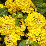 2 Lantana Plants Live for Planting Indoor Outdoor, 4-8" Tall, Fragrant Lantana Flowers Perennial to Grow (Gold Yellow Lantana)
