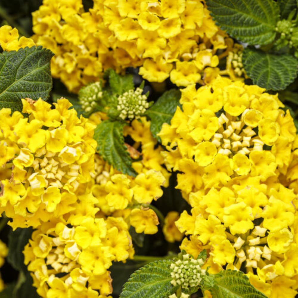 2 Lantana Plants Live for Planting Indoor Outdoor, 4-8" Tall, Fragrant Lantana Flowers Perennial to Grow (Gold Yellow Lantana)