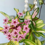 Combo 2 Hoya Live Plants, Hoya Kerrii Heart Plant, Hoya Carnosa Tricolor Houseplant Indoor Planting 4-7 Inch Tall