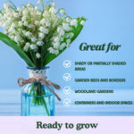 10 Lily of The Valley Bulbs, White Fragrant Lily Flower Roots, Perennial Lilies of The Valley Flowering Plants