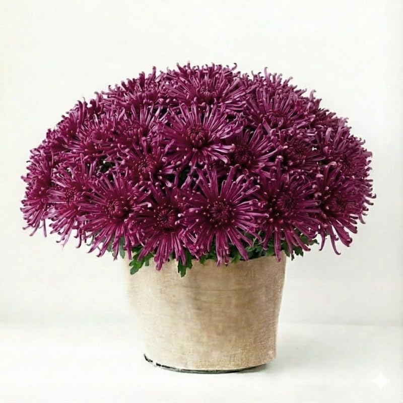 Dark Pink-Purple Chrysanthemum Plants Live Starter, Mums Plants Live for Spring Blooms, Outside Growing, Hardy and Fast-Growing, Size 4-8" in Tall