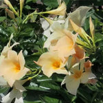 2 Apricot Mandevilla Bush Plants, 5 to 7 Inc in Height, Mandevilla Live Plant, Mandevilla Plants Live