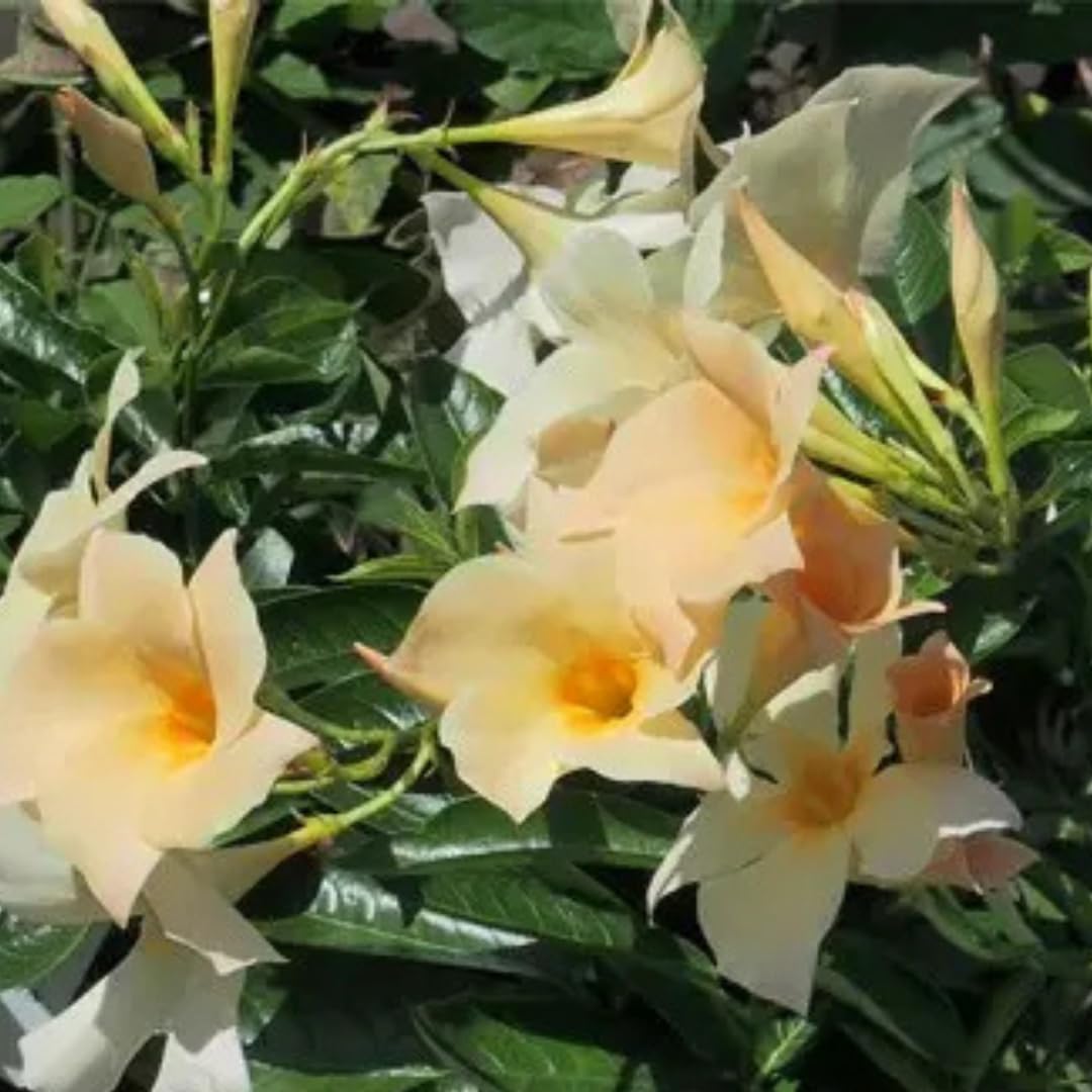 Mandevilla Plant Live, 4 to 7 Inc Tall Seedling, Apricot Mandevilla Vine Plants, Perennial Flower Mandevilla Starter Plant Outdoor Garden