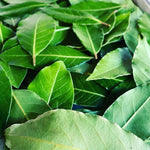 Live Bay Laurel Plant 4-8 Inch Tall, Fragrant Bay Leaf Tree Well Rooted, 8 Months Old Bay Leaves Plant