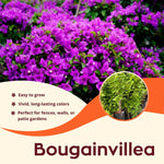 2 Deep Purple Bougainvillea Plants Live, Flowering Bougainvillea Vine for Outdoor Garden or Trellis, 5-9 Inch Tall, Very Hardy