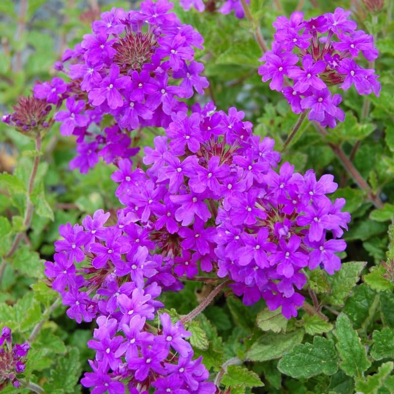 Purple Verbena Plants Live in 4'' Pot, 4-7 Inches, Perennial Verbena Flowering Plants for Ground Cover, Hanging Baskets