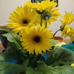Pack of 2 Daisy Plants, Yellow Gerbera Daisy Live Plants, Gerbera Daisy Plants Live, 4 to 7 Inches Tall, Daisy Live Plant, Daisy Plants Live for Growing, No Potted