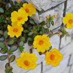 2 Yellow Purslane Plants Live, 4 to 6 Inc Long, Purslane Portulaca Flower Plants Indoor Outdoor Growing