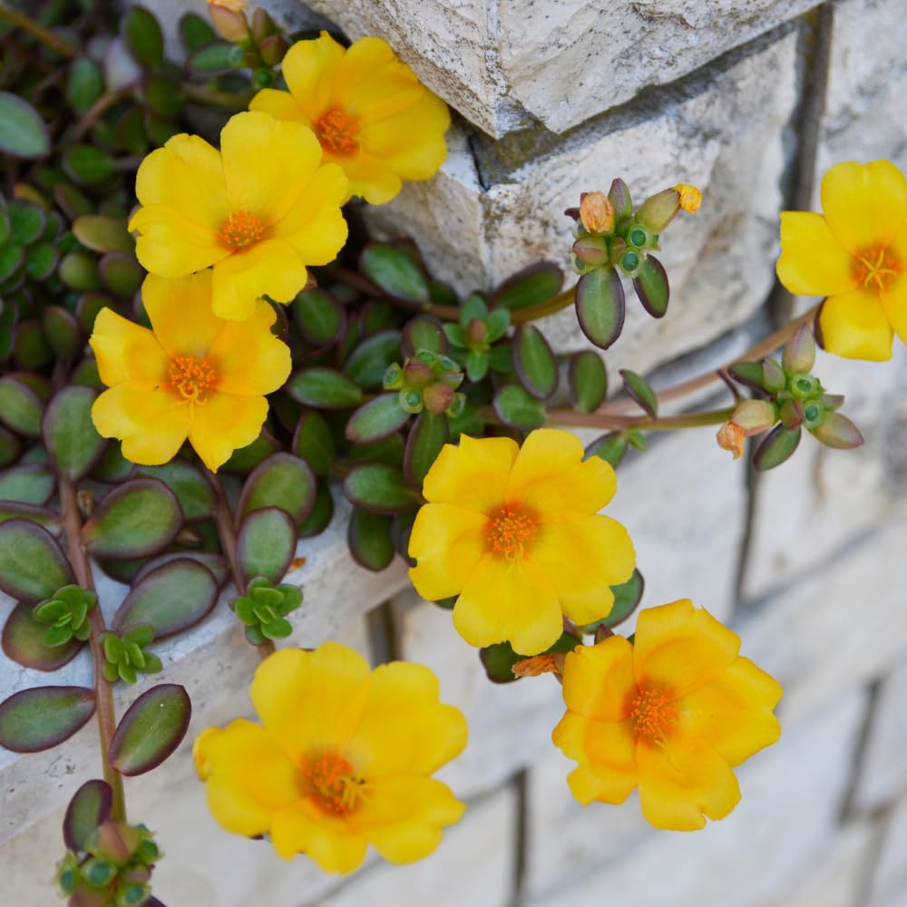 2 Yellow Purslane Plants Live, 4 to 6 Inc Long, Purslane Portulaca Flower Plants Indoor Outdoor Growing