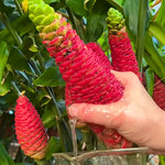 10 to 15 Shampoo Ginger Live Rhizomes Plant, 1 Lb Fresh Awapuhi Red Ginger Rhizomes Roots, Zerumbet Pinecone Zingiber Ginger Lily, Cold Hardy