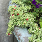 Variegated Ice Plant in 2'' Pot, Hardy Perennial Succulent Live Plant, Ground Cover Outdoor Garden 4-6 Inches