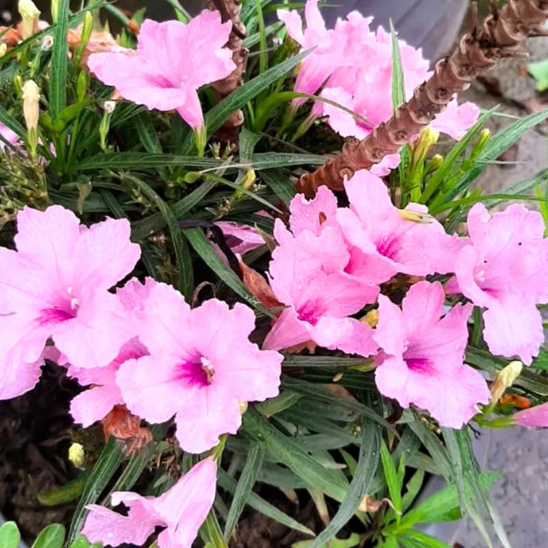 Pack 3 Pink Mexican Petunia Live Plants, 4-9" Tall Hardy Ruellia Simplex Petunia Perennials for Garden, Landscape, Patio