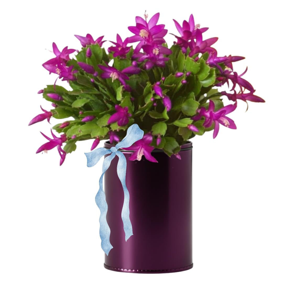 Christmas Cactus Plants Live, Thanksgiving Cactus Easter Cactus Like, 4-8 Inc Tall, Cold Hardy, Holiday Cactus for Indoor Outdoor Planting, Starter Size (Vibrant Pink)