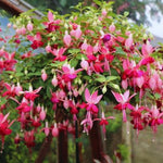 2 Pink Fuchsia Flower Plants, Fuchsia Plants Live, Perennial Flower Plants from 5 Inc to 7 Inc in Height