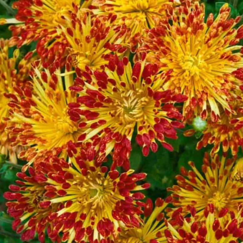 Red Yellow Chrysanthemum Plant, Set 2 Orange Mums Plants Live, Hardy Perennial Mum Live Plant, 3 to 6 Inch Tall Garden Mum Starter Plants for Garden Beds, Containers, Vibrant Fall Blooms, No Pot