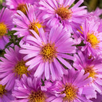 Live Aster Plant for Planting, Vibrant Pink Blooms 4-9 Inch Tall, Hardy and Perennial Aster, Ideal for Container and Outdoor Growing