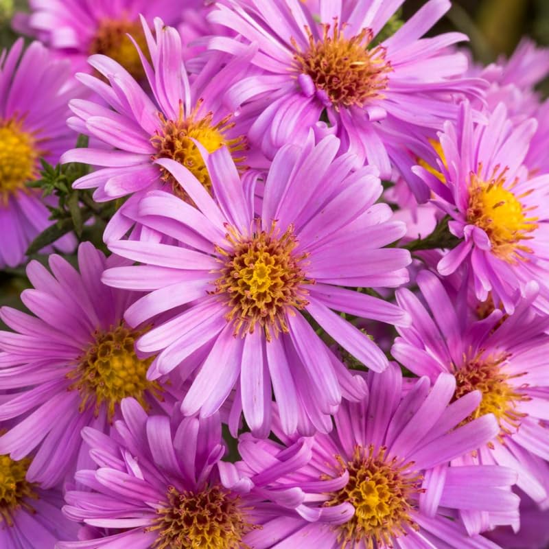 Live Aster Plant for Planting, Vibrant Pink Blooms 4-9 Inch Tall, Hardy and Perennial Aster, Ideal for Container and Outdoor Growing
