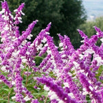 4 Fragrant Sage Salvia Live Plants, Planting in Spring Sage Plants Live, 5 to 10 Inches in Tall, Change Color (Mexican)