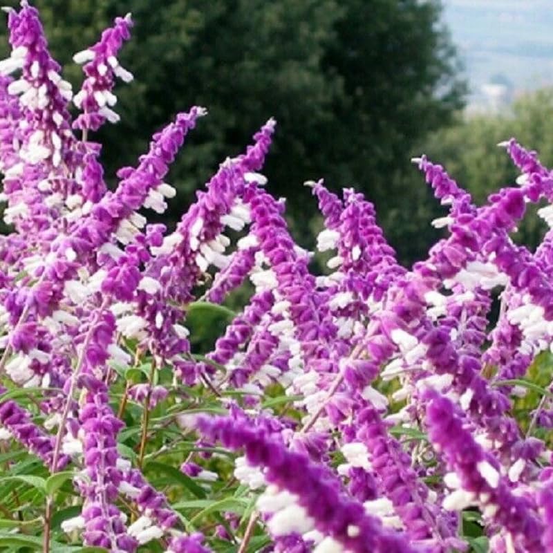 4 Fragrant Sage Salvia Live Plants, Planting in Spring Sage Plants Live, 5 to 10 Inches in Tall, Change Color (Mexican)