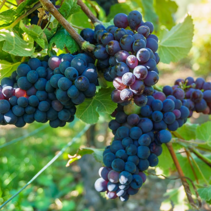 Random Grape Vines Live Plants for Planting, 5-10" Grape Tree for Outdoor Garden, Dormant in Winter, Cold Hardy, Sweet Flavor