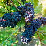 Concord Seedless Grape Vines Live Plants for Planting, 5-10" Grape Tree for Outdoor Garden, Dormant in Winter, Cold Hardy, Sweet Flavor