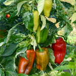 Set 4 Assorted Pepper Live Plants, 90 Days Old Super Pepper Live Plant for Summer Planting (Candy Cane Chocolate Cherry)