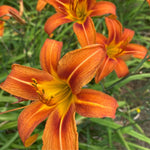 Pack 3 Wild Orange Daylily Bulbs for Planting, Hardy Perennial Flower with Vibrant Blooms, Reblooming Daylilies Bulbs for Garden Borders and Containers