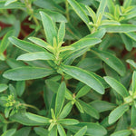2 Stevia Plants Live 4-6 Inch Tall, Sweet Stevia Herb Well Rooted, Outdoor Garden Growing