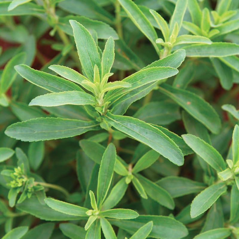 2 Stevia Plants Live 4-6 Inch Tall, Sweet Stevia Herb Well Rooted, Outdoor Garden Growing