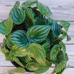 Watermelon Peperomia Plant Live, Rare Peperomia Houseplant Live, Ripple Foliage, 3 to 5 Inches Tall, Ideal for Home and Office Decoration
