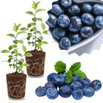 2 Southern Highbush Blueberry Plants Live for Outdoor Growing, Misty Blueberry Trees Live Plants, Blueberries Bushes, Hardy and High Yield Seedlings, Starter 4 to 7", No Pot