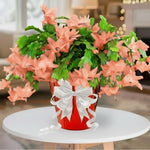 Christmas Cactus Plant Live, Starter Holiday Thanksgiving Cactus Plant for Indoor Outdoor Houseplants, Fasle Easter Cactus Plants Like, Cold Hardy, 5-9" in Tall (Salmon)