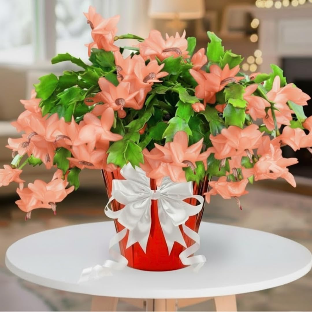 Christmas Cactus Plant Live, Starter Holiday Thanksgiving Cactus Plant for Indoor Outdoor Houseplants, Fasle Easter Cactus Plants Like, Cold Hardy, 5-9" in Tall (Salmon)