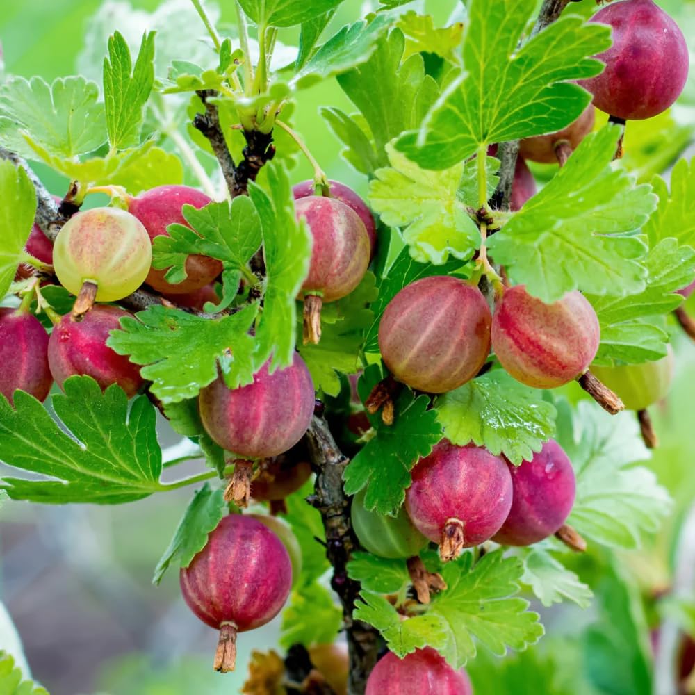 5-10" Tall Gooseberry Bush Live Plant, Gooseberry Plant Live for Growing, Gooseberry Tree Live Plant (Sweet Gooseberry)