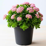 Crassula Plant Live, Crassula Succulent Plant, Pink Flower, Trailing Plants for Indoor Planting