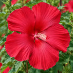 3 Hardy Hibiscus Live Plants, Flowering Shrub, Deep Red Blooms, 4-7"